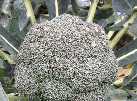 种植花菜的最佳时间（冬春更适宜）