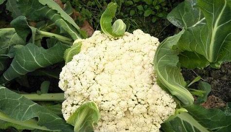 种植花菜的最佳时间（冬春更适宜）