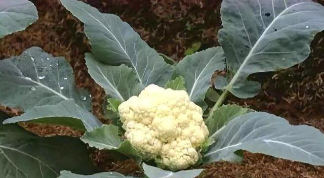 花菜生长与低温适应（探究花菜耐受低温的原因与生长调节）