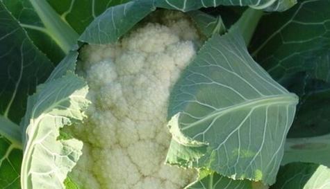 花菜成熟上市时间表——掌握时令，享受美食（了解花菜的生长过程）