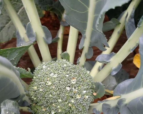 夏季花菜种植全攻略（时间、方法、注意事项一网打尽）