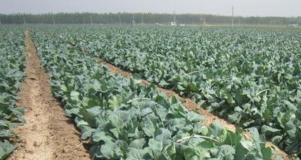 夏季花菜种植全攻略（时间、方法、注意事项一网打尽）