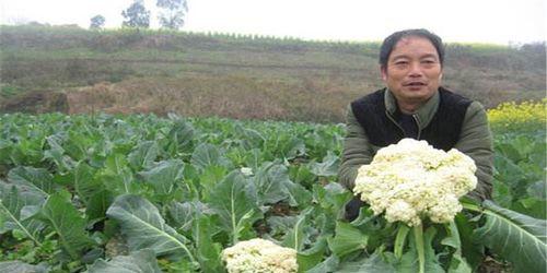 夏季花菜种植全攻略（时间、方法、注意事项一网打尽）