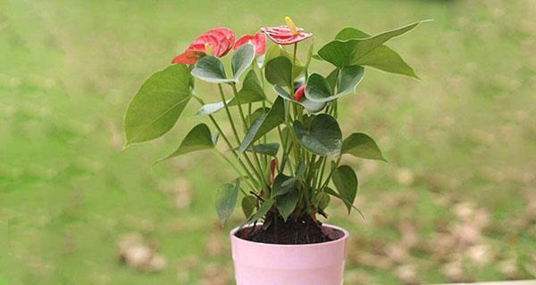 四季花草浇水指南（春夏秋冬）