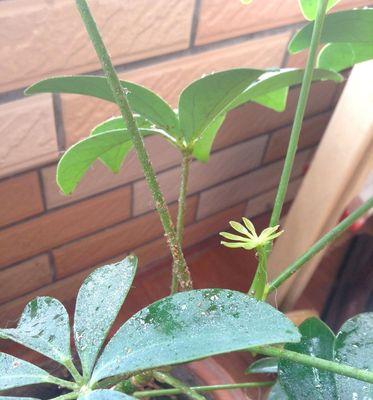 花草长虫子该如何应对（打虫除害）
