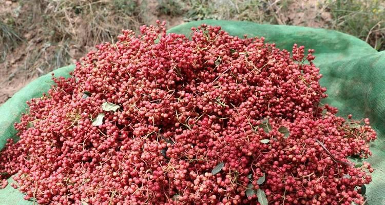 花椒的采摘时间和收获季节（了解花椒成熟期）