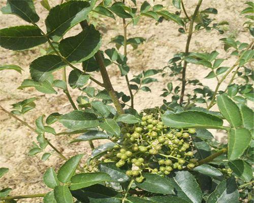 花椒成熟时间的探究（花椒成熟期长短）