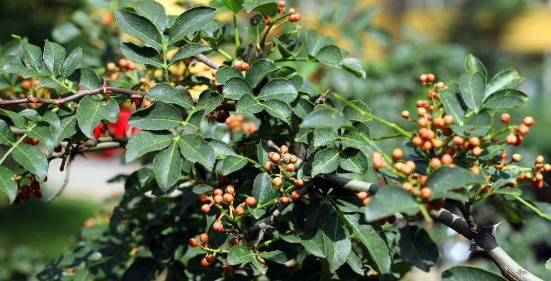 花椒是什么植物（了解花椒的品种）