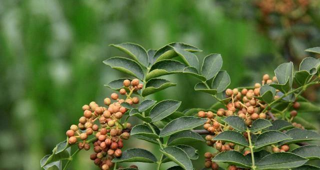 花椒树病虫害防治技术与方法措施（保护花椒树健康生长的有效措施）
