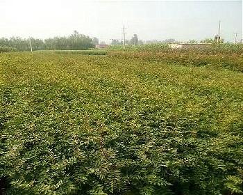 花椒树的最佳种植时间（种植花椒树）