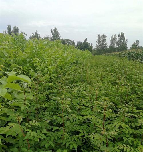 花椒树苗的最佳栽种时机（选择合适时间）