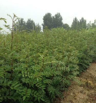 花椒树苗的最佳栽种时机（选择合适时间）