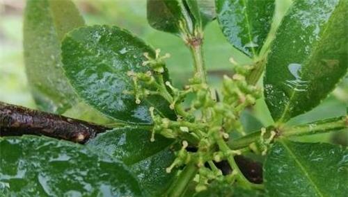 花椒树的光照需求（喜阴还是喜阳）