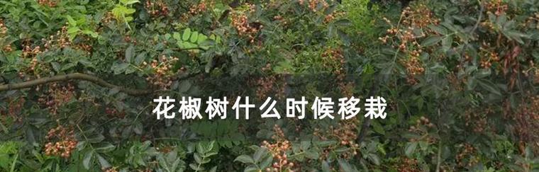 如何正确修剪花椒树（花椒树修剪技巧）