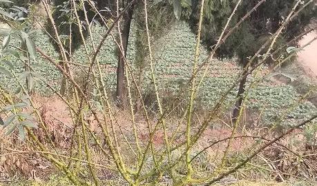如何正确修剪花椒树（花椒树修剪技巧）