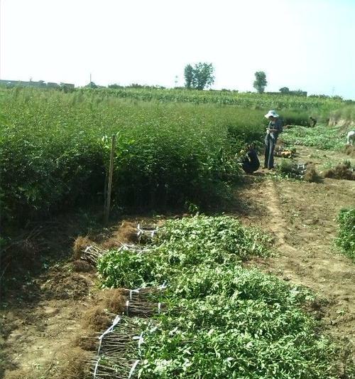 花椒树的种植条件及适宜地点选择（探究花椒树生长的环境需求）