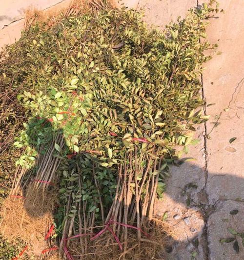 花椒树的种植条件及适宜地点选择（探究花椒树生长的环境需求）