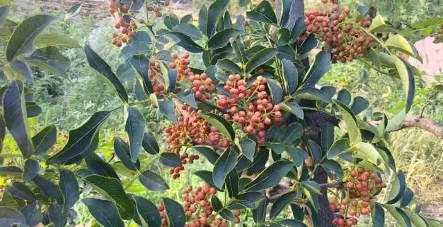 花椒有籽吗（花椒籽可食用吗）