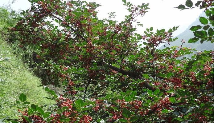 揭秘花椒原产地（历史沉淀）