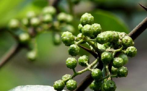 花椒繁殖方法及注意事项（花椒树的种植和繁殖技巧）