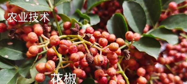 花椒种子的食用方式（探索花椒种子的健康食用方式）