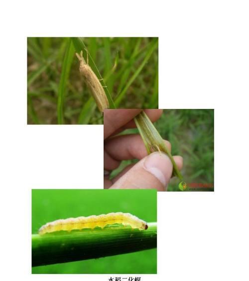 如何有效防治花椒钻心虫（一起学习防治方法）