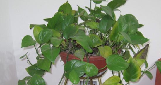 花草护理小妙招——可乐浇花（可乐浇花好不好）