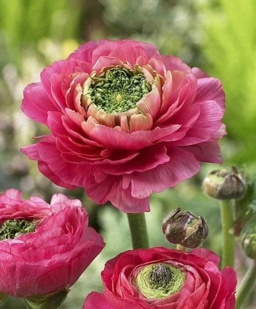 花毛茛的养护方法（花毛茛怎样养得长）