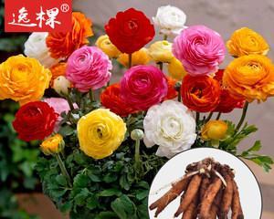 花毛茛种子的形态特征（揭秘花毛茛的种子之谜）