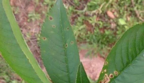 花木病虫害防治技术（有效方法与实用措施）