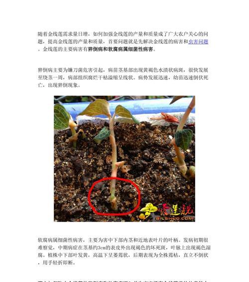 花生病毒病的症状和防治方法（花生病毒病防治）