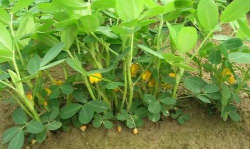 四季花开，如何把握花生成熟的季节（揭秘花开的时节和技巧）