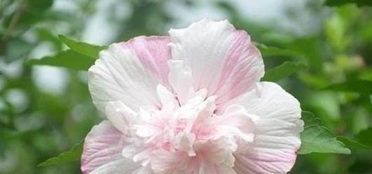 《原谅我》——以白色玫瑰花为主题的花语探索（用白色玫瑰表达我对你的真诚道歉）