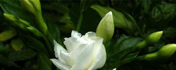 《原谅我》——以白色玫瑰花为主题的花语探索（用白色玫瑰表达我对你的真诚道歉）