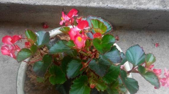 探究玫瑰海棠不开花的原因及解决方法（探究玫瑰海棠不开花的原因及解决方法）