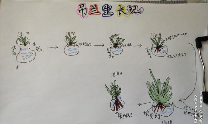 玫瑰海棠的浇水方法（如何给玫瑰海棠正确浇水）