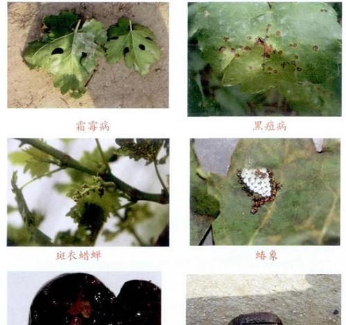 玫瑰花病虫害防治方法与技术（让你的玫瑰花健康茁壮成长）