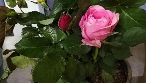 了解玫瑰花的成长历程（了解玫瑰花的成长历程）