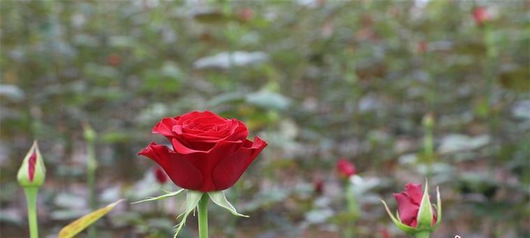了解玫瑰花的成长历程（了解玫瑰花的成长历程）