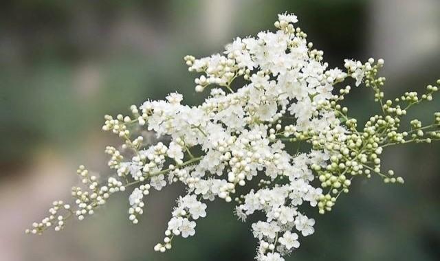 聆听之花（听见心灵的声音）