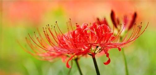 魅惑花语——迷人花朵的美丽诱惑（探索不同花卉的魅惑花语）