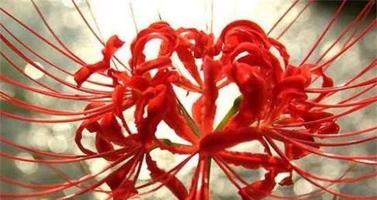 魅惑花语——迷人花朵的美丽诱惑（探索不同花卉的魅惑花语）