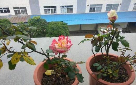 玫瑰花的浇水频率（浇水时间）
