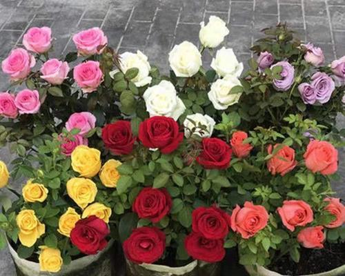 玫瑰花开花时间研究（探寻玫瑰花开花时间规律）