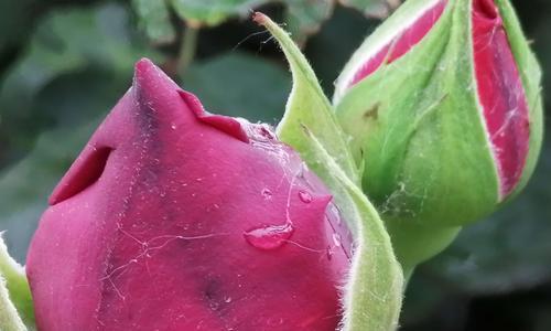 玫瑰花骨朵开花全过程（探秘花骨朵）