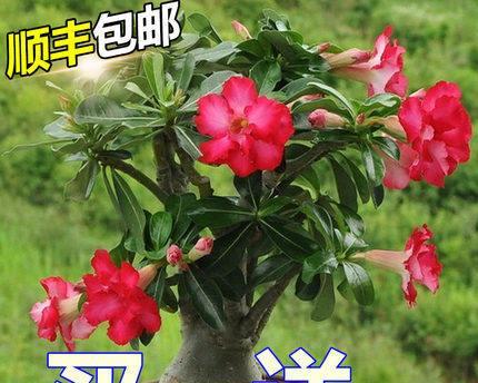 玫瑰花骨朵开花全过程（探秘花骨朵）