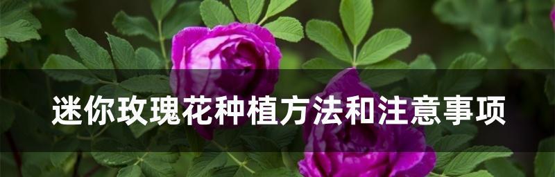 自制玫瑰花肥大全攻略（教你如何制作和使用玫瑰花肥）