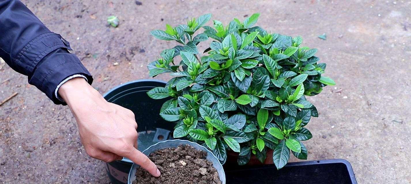 自制玫瑰花肥大全攻略（教你如何制作和使用玫瑰花肥）