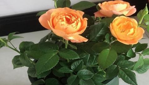 玫瑰花的花期（探究玫瑰花的花期及其变化规律）