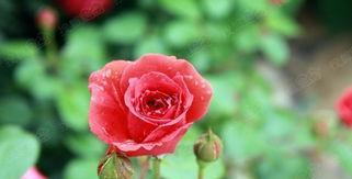 玫瑰花开花期为何如此重要（探究玫瑰花的花期及其影响因素）